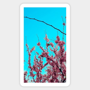 blossom 2 Sticker